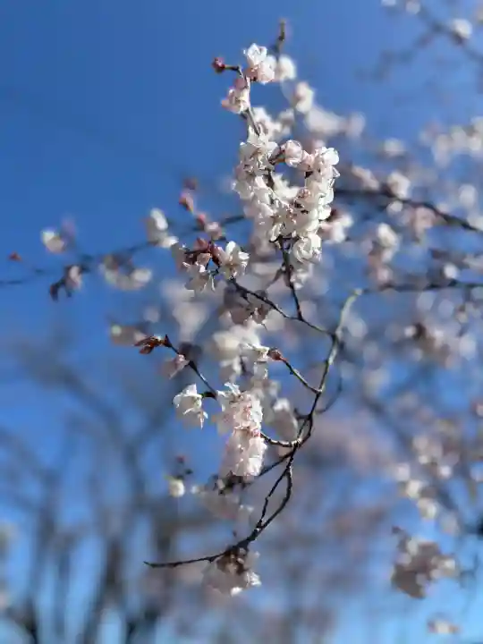 堤治神社の{uncategorized: "未分類", other: "その他", undefined: "問題あり", building: "その他建物", grave: "お墓", sacred_gate: "鳥居", guardian: "狛犬", statue: "像", buddha: "仏像", history: "歴史", nature: "自然", garden: "庭園", animal: "動物", pagoda: "塔", temizu: "手水舎", mountain_gate: "山門・神門", sanctuary: "本殿・本堂", subordinate: "末社・摂社", art: "芸術", scenery: "景色", jizo: "地蔵", ema: "絵馬", goshuin: "御朱印", omikuji: "おみくじ", items: "授与品その他", amulet: "お守り", goshuincho: "御朱印帳", eats: "食事", festival: "お祭り", votive_dance: "神楽", shichigosan: "七五三参", wedding: "結婚式", experience: "体験その他", initially: "初詣", around: "周辺", anti_infection: "感染症対策"}