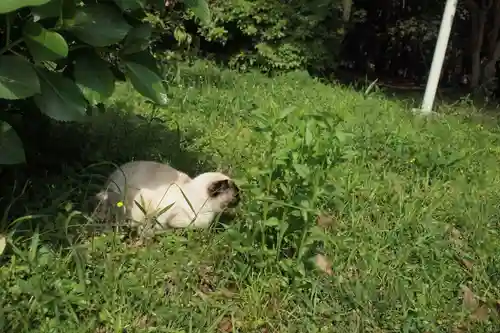 宮崎神宮の動物
