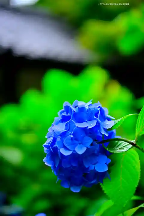 明月院(神奈川県)