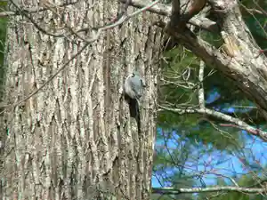 留辺蘂神社の動物(2024年04月14日(日) 20時40分49秒投稿)