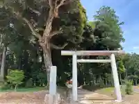 大宮神社の{uncategorized: "未分類", other: "その他", undefined: "問題あり", building: "その他建物", grave: "お墓", sacred_gate: "鳥居", guardian: "狛犬", statue: "像", buddha: "仏像", history: "歴史", nature: "自然", garden: "庭園", animal: "動物", pagoda: "塔", temizu: "手水舎", mountain_gate: "山門・神門", sanctuary: "本殿・本堂", subordinate: "末社・摂社", art: "芸術", scenery: "景色", jizo: "地蔵", ema: "絵馬", goshuin: "御朱印", omikuji: "おみくじ", items: "授与品その他", amulet: "お守り", goshuincho: "御朱印帳", eats: "食事", festival: "お祭り", votive_dance: "神楽", shichigosan: "七五三参", wedding: "結婚式", experience: "体験その他", initially: "初詣", around: "周辺", anti_infection: "感染症対策"}