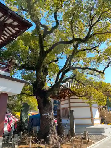 西新井大師総持寺の自然