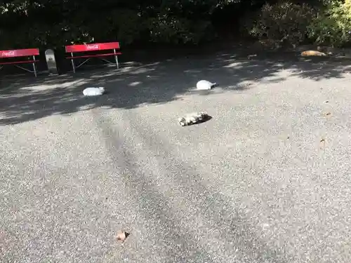 唐澤山神社の動物