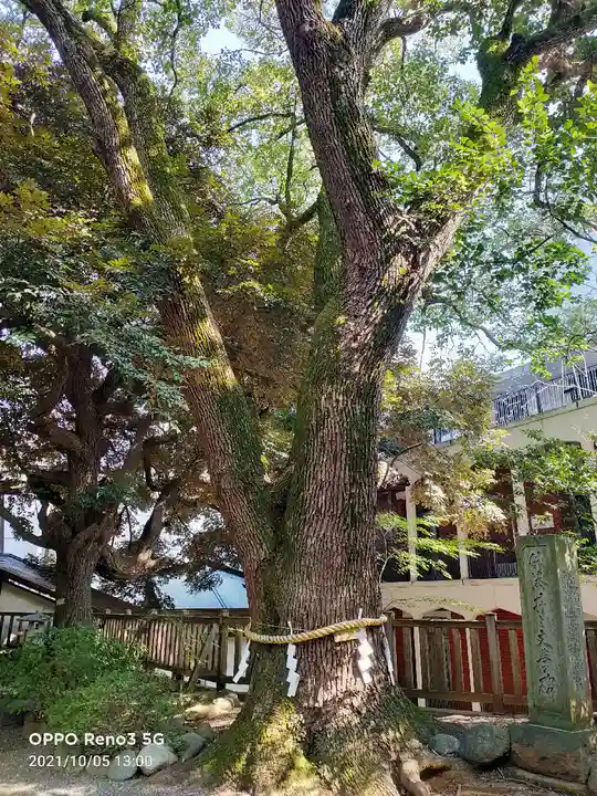 乃木神社の自然
