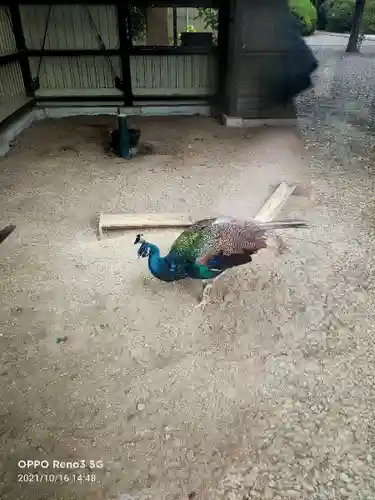 岩槻久伊豆神社の動物