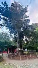 志波彦神社・鹽竈神社(宮城県)