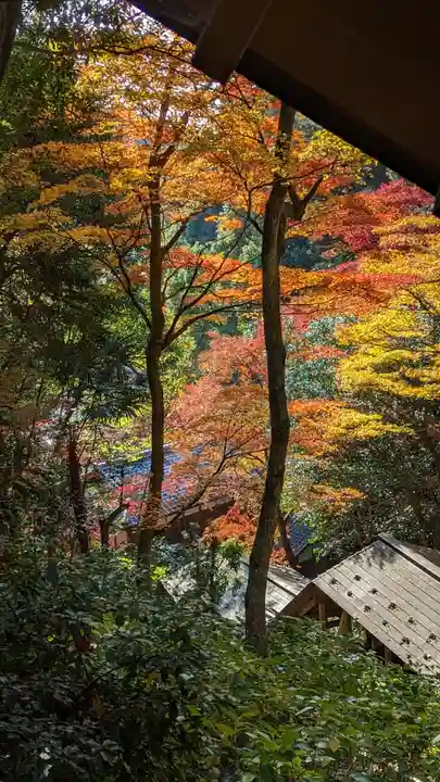 柳谷観音 楊谷寺(京都府)