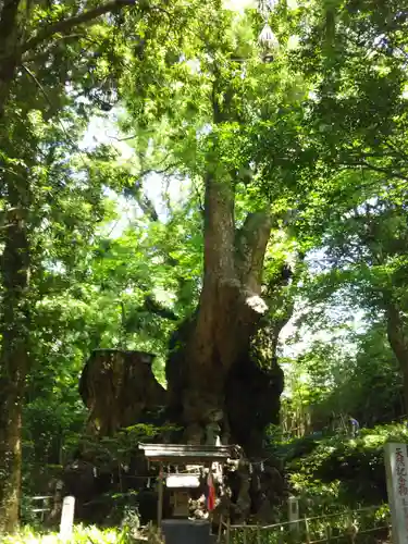 來宮神社の自然