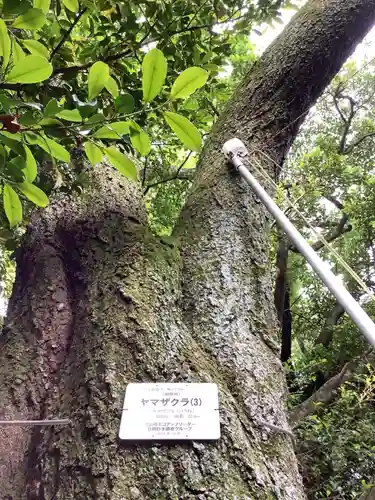 針綱神社　御旅所の自然
