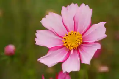 般若寺 ❁﻿コスモス寺❁(奈良県)