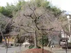 平野神社の自然