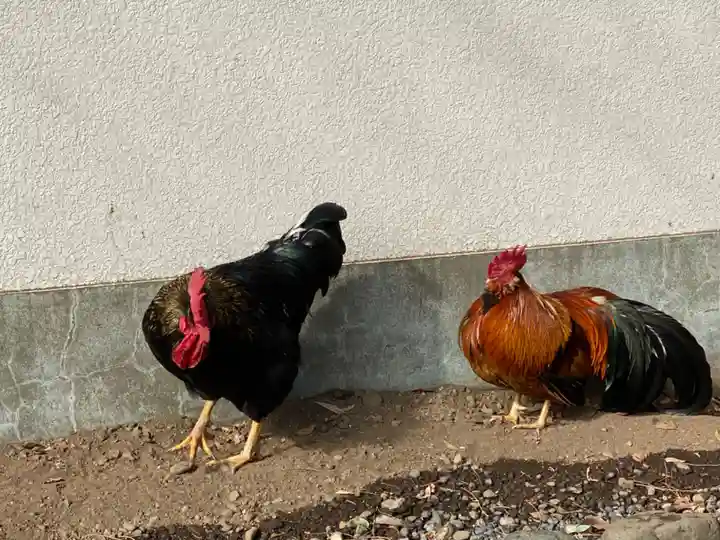 谷保天満宮の動物