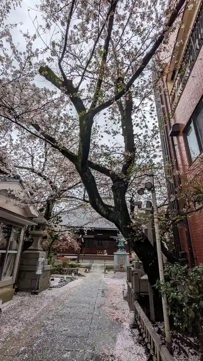 墨染寺(桜寺)(京都府)
