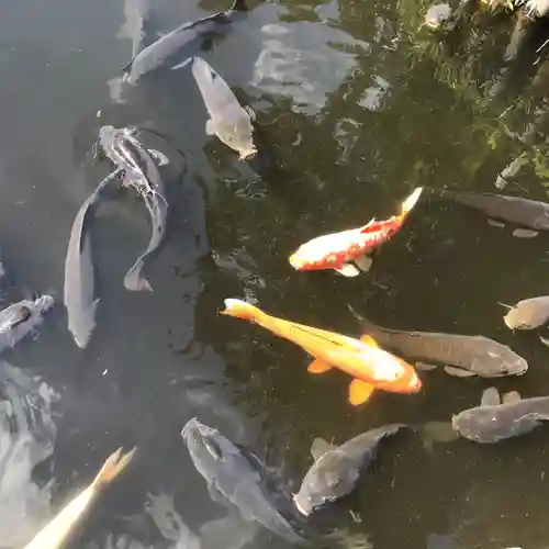 明治神宮の動物