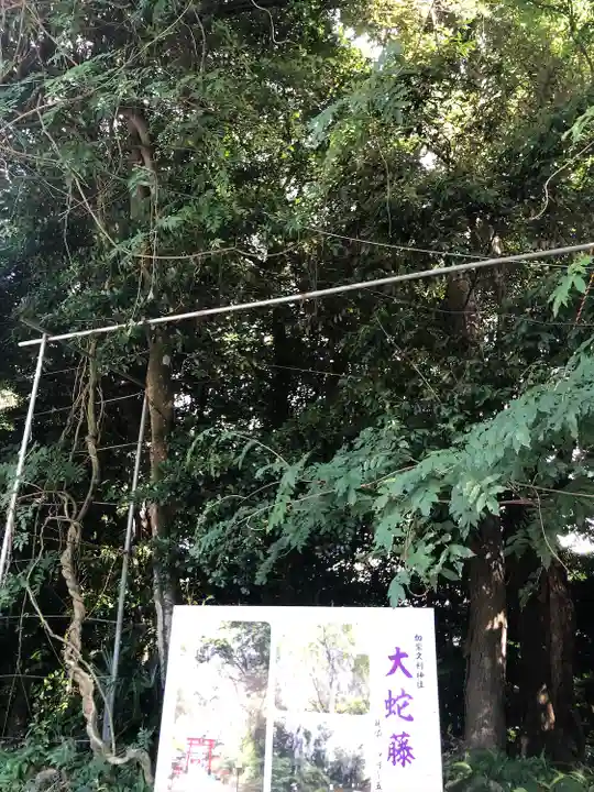 加紫久利神社(鹿児島県)