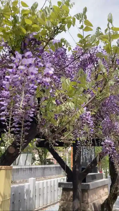 總社 和田八幡宮の自然