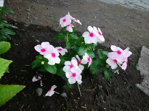 札幌諏訪神社の自然