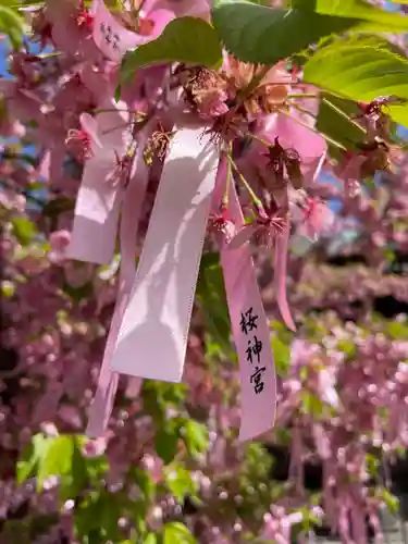 桜神宮(東京都)