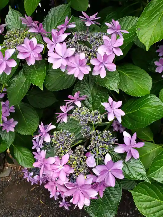 常泉院(東京都)