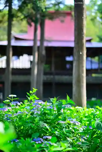 指扇氷川神社(埼玉県)