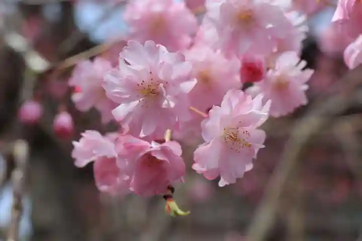 長泉院(埼玉県)
