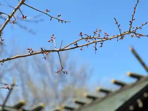 札幌諏訪神社の自然