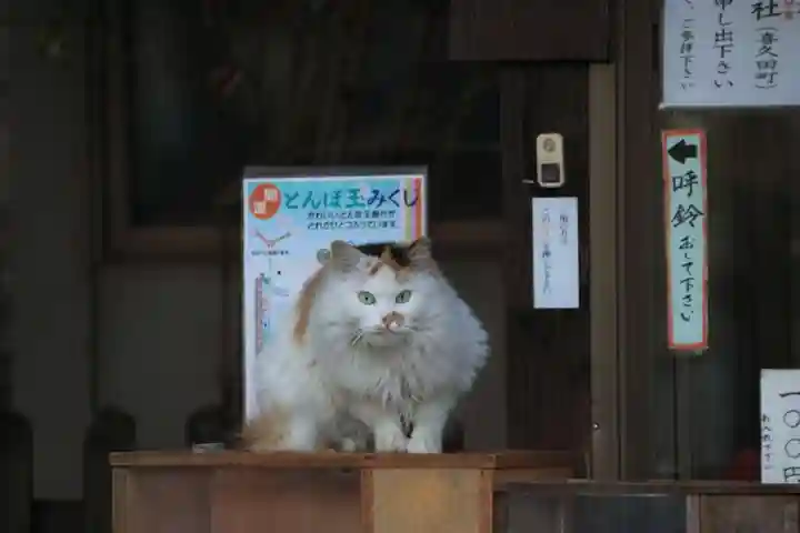 阿邪訶根神社の動物