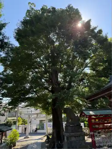 滝野川八幡神社(東京都)