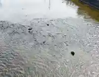 三津厳島神社の動物