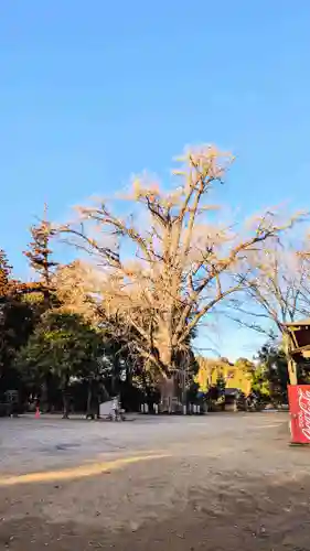 飯綱神社の自然