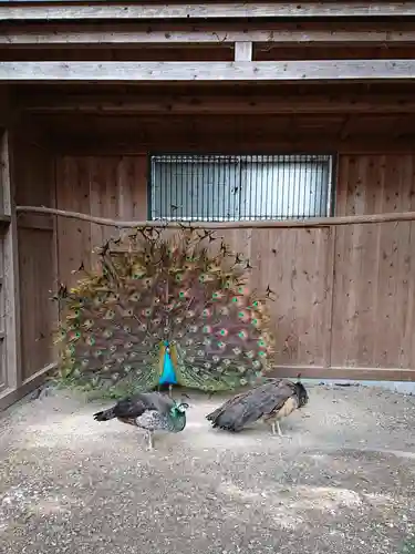 岩槻久伊豆神社の動物