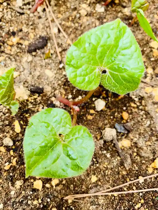 土津神社|こどもと出世の神さまの自然