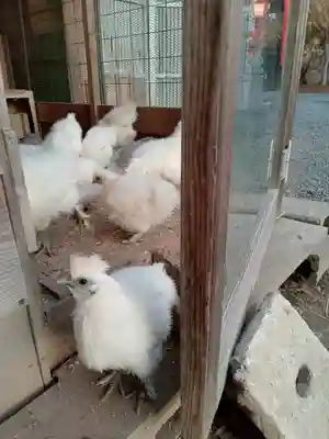 高屋敷稲荷神社(福島県)