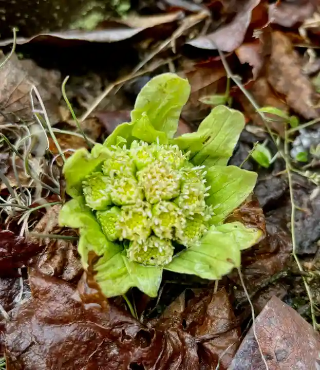蚊里田八幡宮(長野県)