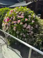 櫻木神社(千葉県)