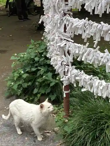 雀神社の動物