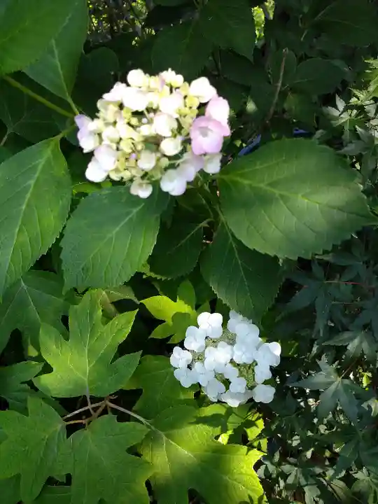 阿智神社の自然