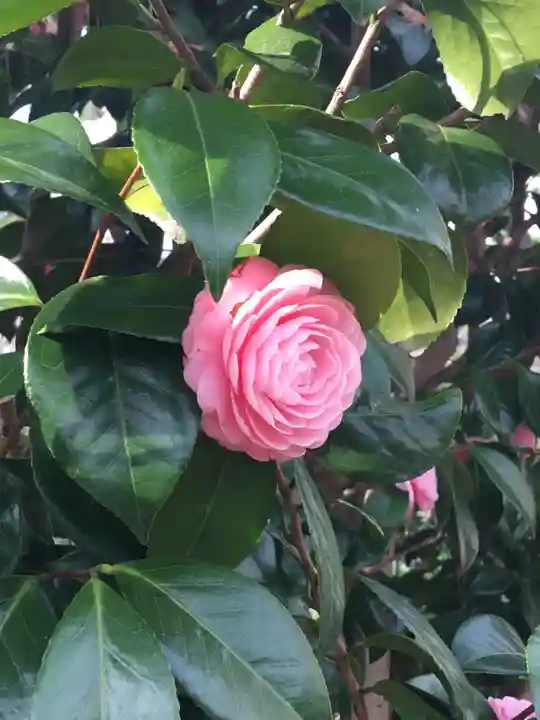 豊川稲荷東京別院の自然