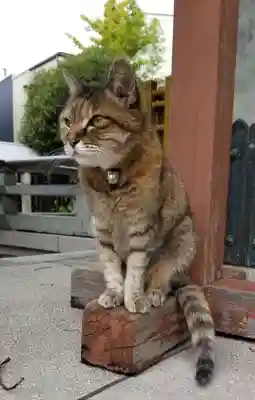 白髭神社の動物