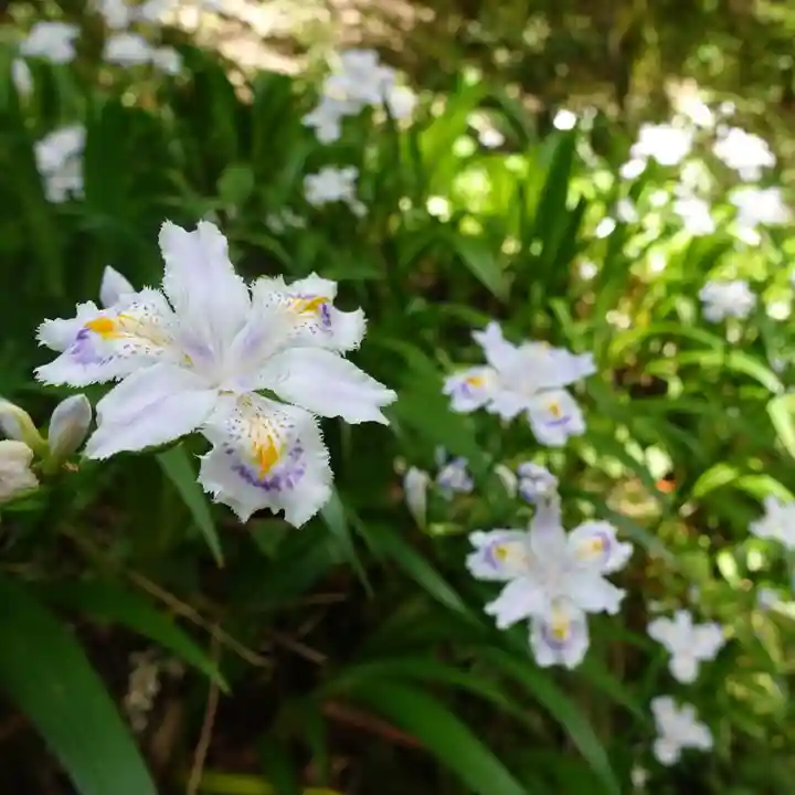 大安禅寺(福井県)