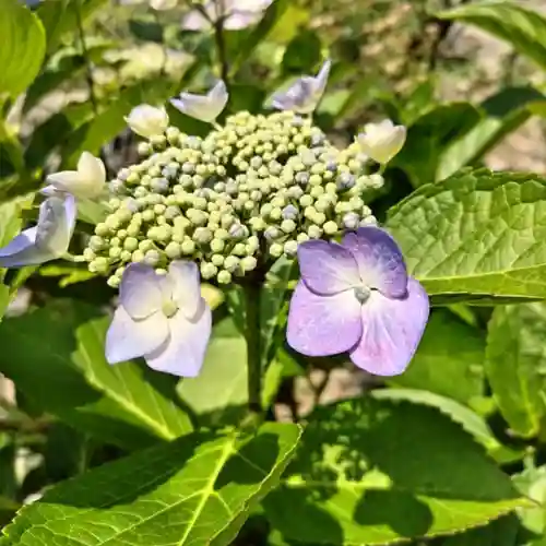 【公式】龍門院常楽寺（秩父札所十一番）の自然