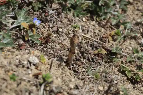高屋敷稲荷神社の自然