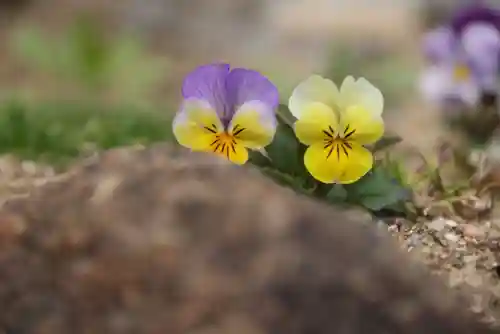 大鏑神社の庭園