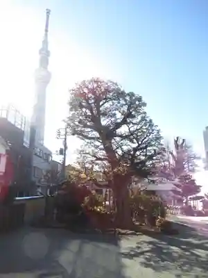 圓通寺(東京都)