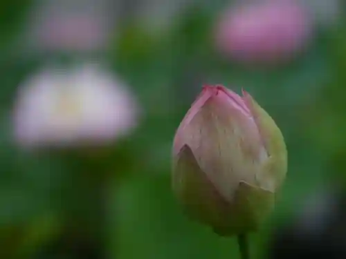 極楽山　浄土寺の自然