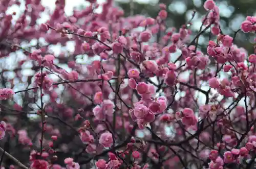 片埜神社(大阪府)