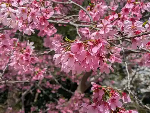 櫻木神社(千葉県)