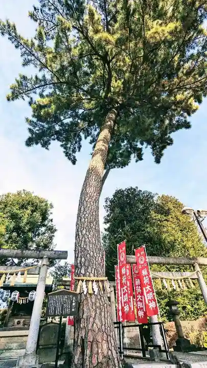 中野沼袋氷川神社の自然