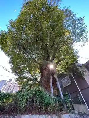 犬塚・犬塚の欅の自然