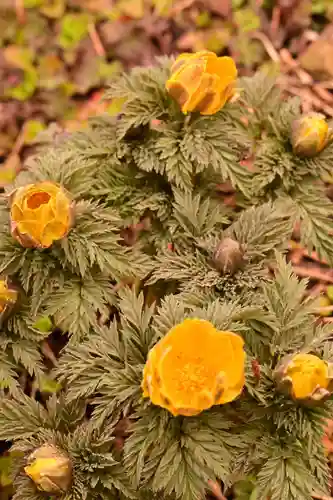 金峰神社(高知県)